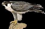 peregrine.jpg